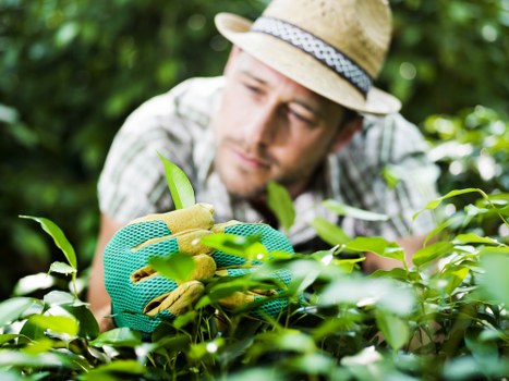 Experienced tree surgeons providing safe tree care in Wallington